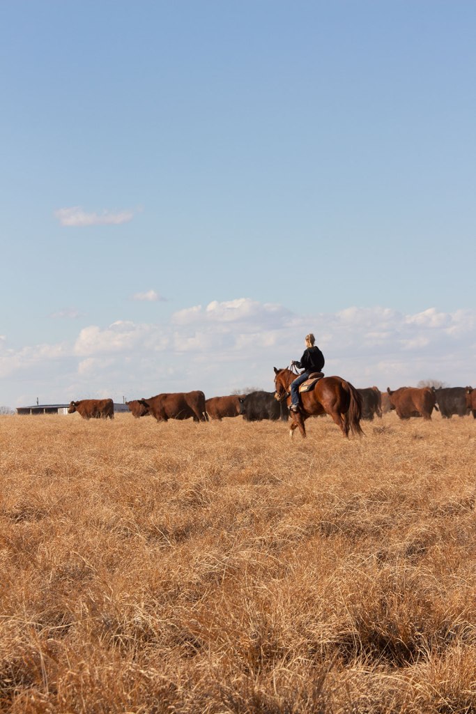 Teenage girl moving cows on horseback